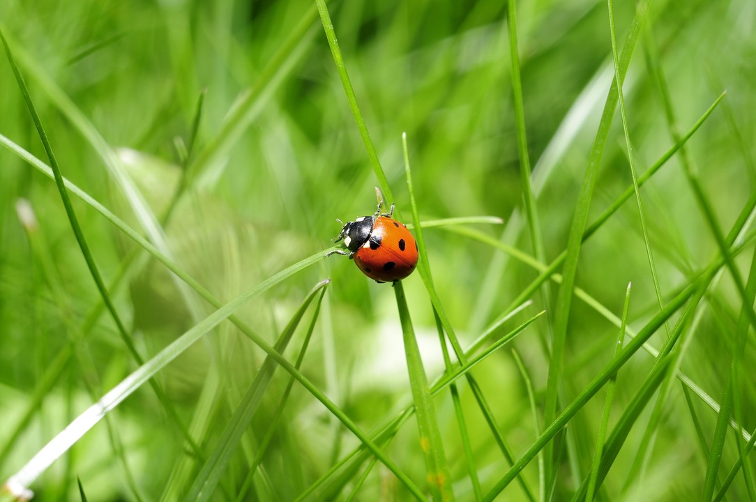 Nature can teach us all about Innovation!