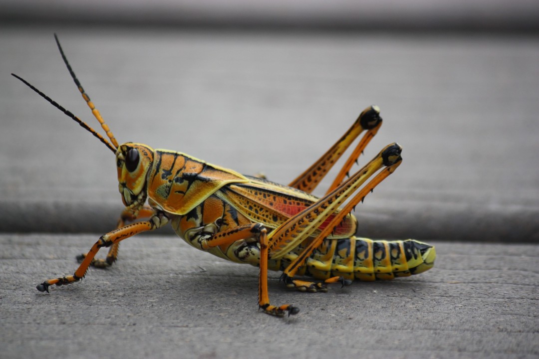 Letters to my 22 year-old Self – Part XIV – “Patience Young Grasshopper”